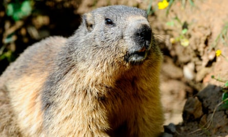 Experts say they are seeing the breaking up of social groups of marmots.Photograph: Jean Christophe Verhaegen/AFP/Getty Images