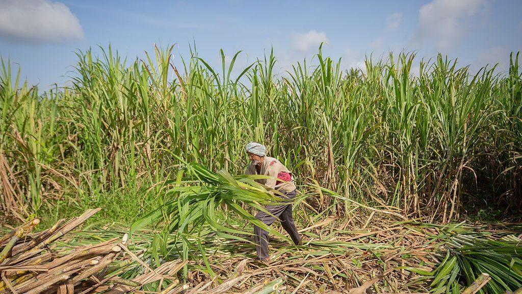 Image caption,Sugarcane is a water-intensive crop that depends heavily on monsoon rainfall