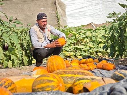 Saqer Abu Rabee checks the state of crops grown for the production of seeds.Photograph: Amjed Tantesh/The Guardian