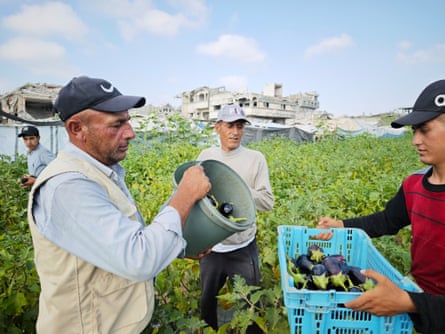 Saqer Abu Rabee harvesting aubergines.Photograph: Amjed Tantesh/The Guardian