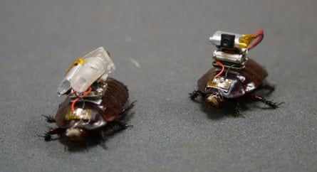 The cockroaches, like the team’s previous cyborg insect models, are anaesthetised during electrode and microchip fitting and live for as long as other cockroaches once the harnesses are removed.Photograph: PR image
