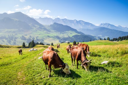 Pastures in the French Alps are normally lush and green but have been left dry and bare by the drought.Photograph: Panther Media GmbH/Alamy