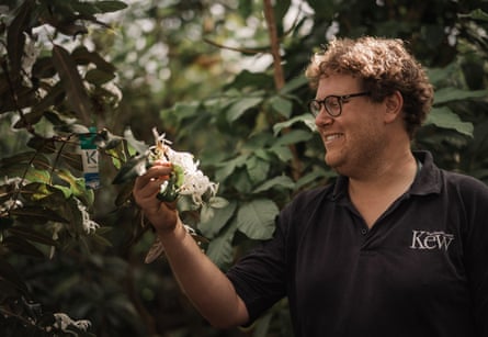 Tom Pickering, the head of glasshouses at Kew, looking at a flowering Ramosmania rodriguesii, says the chance to propagate so many of the plants has exciting implications for conservation.Photograph: Sarah Lee/The Guardian