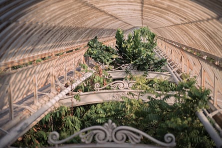 The giant palm trees whose fronds grow right to the roof of the building are not exactly portable, so will have to be felled.Photograph: Sarah Lee/The Guardian