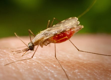 A femaleAnopheles stephensimosquito. The species has been linked to the Frankfurt malaria outbreak.Photograph: CDC/Phanie/Rex Features