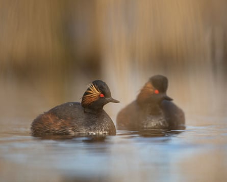 A pair of black-necked grebes.Photograph: Ben Andrew / RSPB