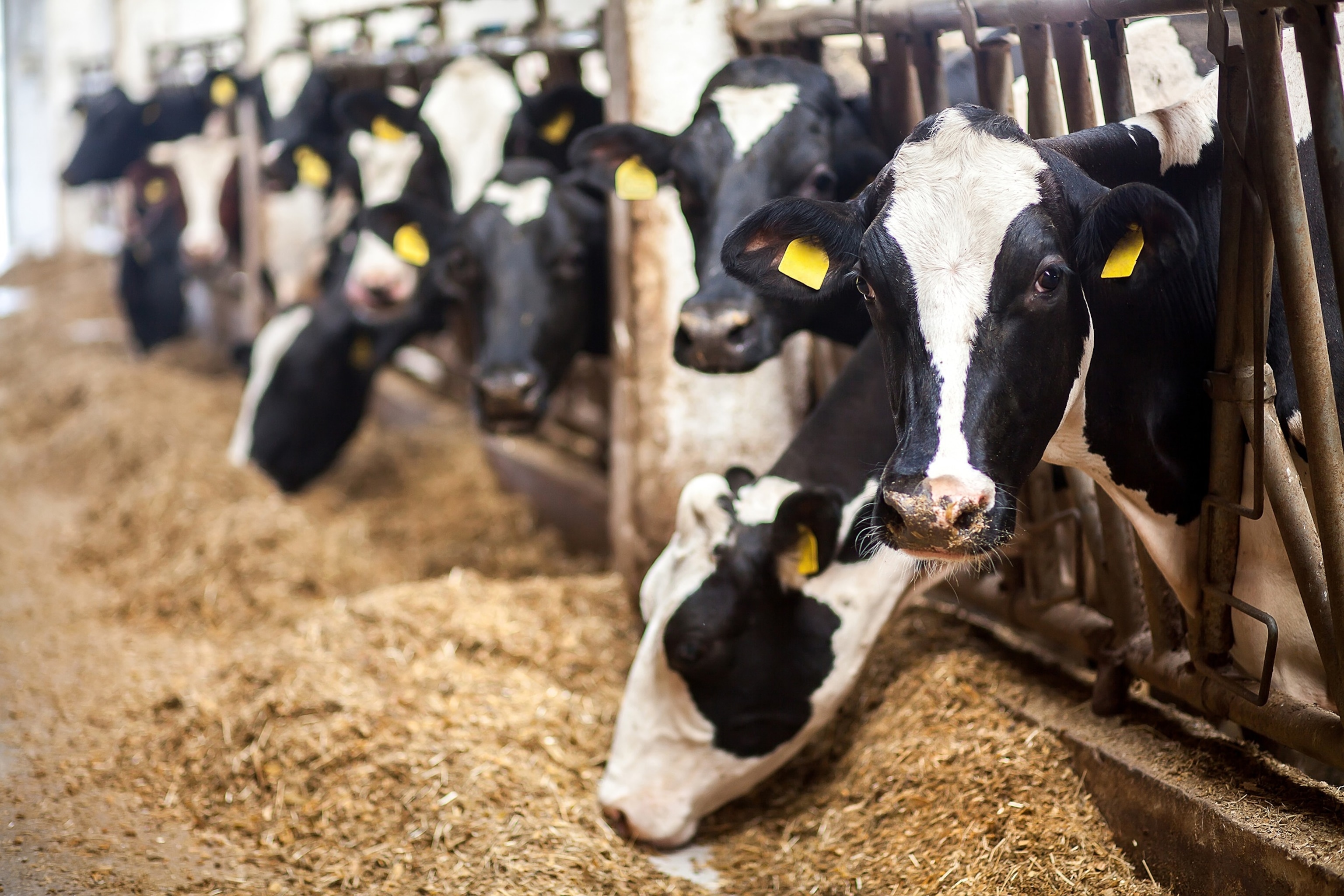 Herd of cows eating hay in a dairy farm.STOCK PHOTO/Adobe Stock