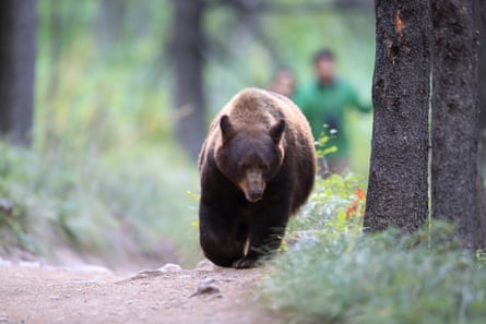An American black bear at Glacier national park in Montana.Photograph: Frank Fichtmüller/Getty Images