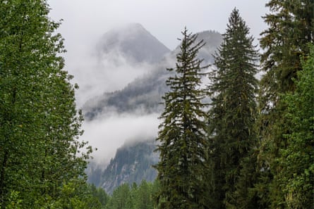 A misty landscape with pine trees in Tongass national forest in Alaska.Photograph: SL_Photography/Getty Images