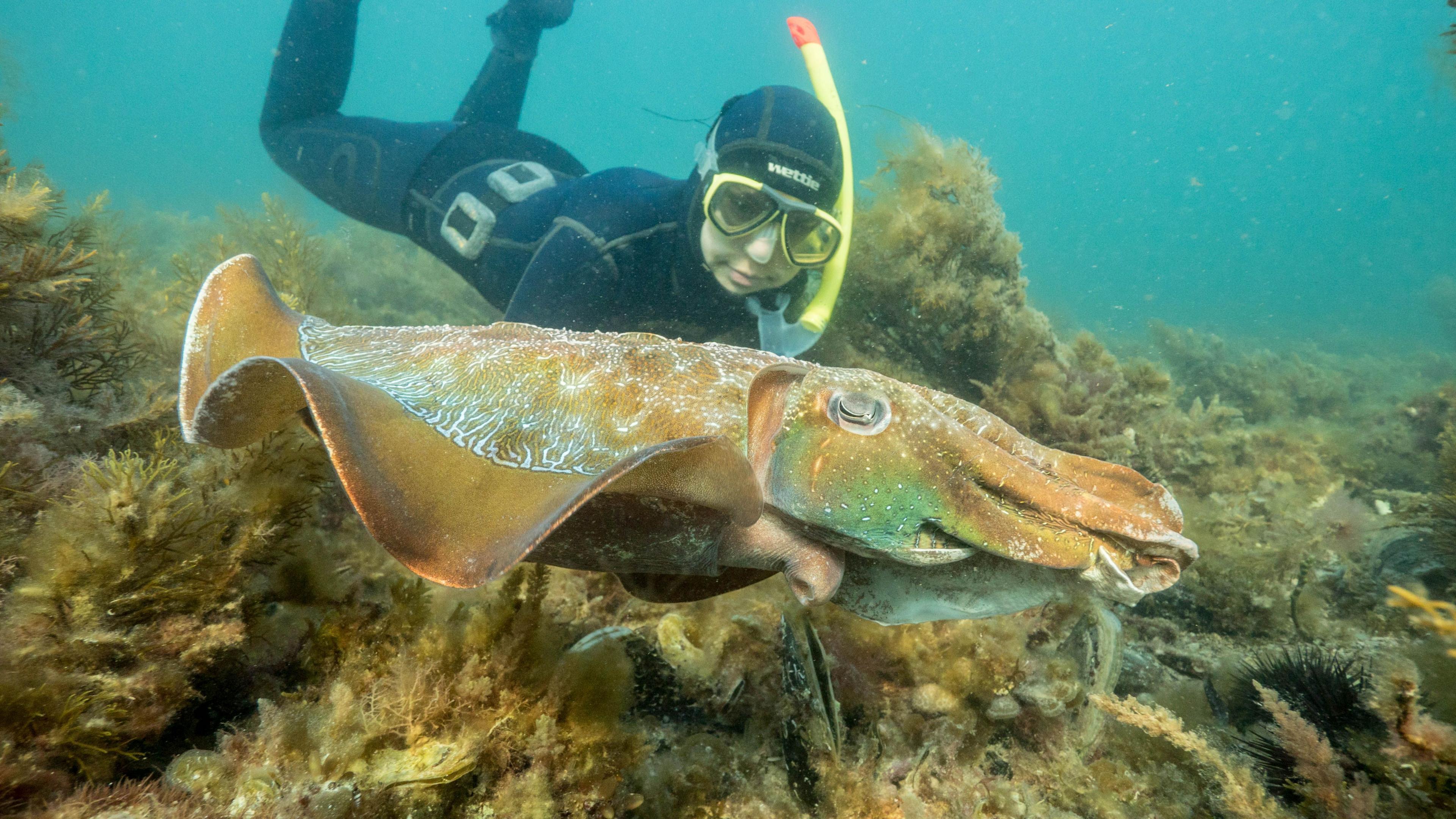 Image caption,Every winter, divers usually flock to the Cuttlefish Coast to witness the mating season