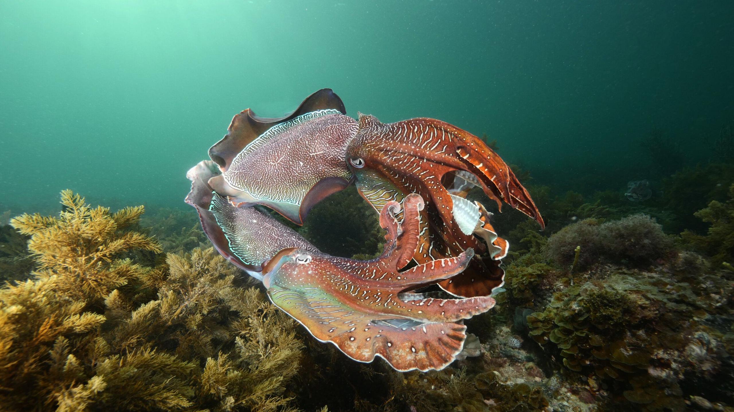 Image caption,Fewer cuttlefish mating this year is likely to have an impact on next year's population