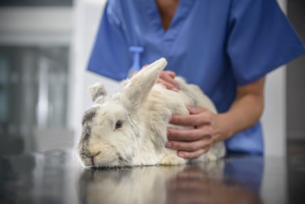 More than 60% of veterinary practices are owned in whole or in part by six groups.Photograph: Monty Rakusen/Getty Images