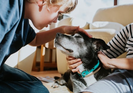Vets argue that pet owners have the right to know if their local veterinary practice is owned by a large conglomerate.Photograph: Catherine Falls Commercial/Getty Images