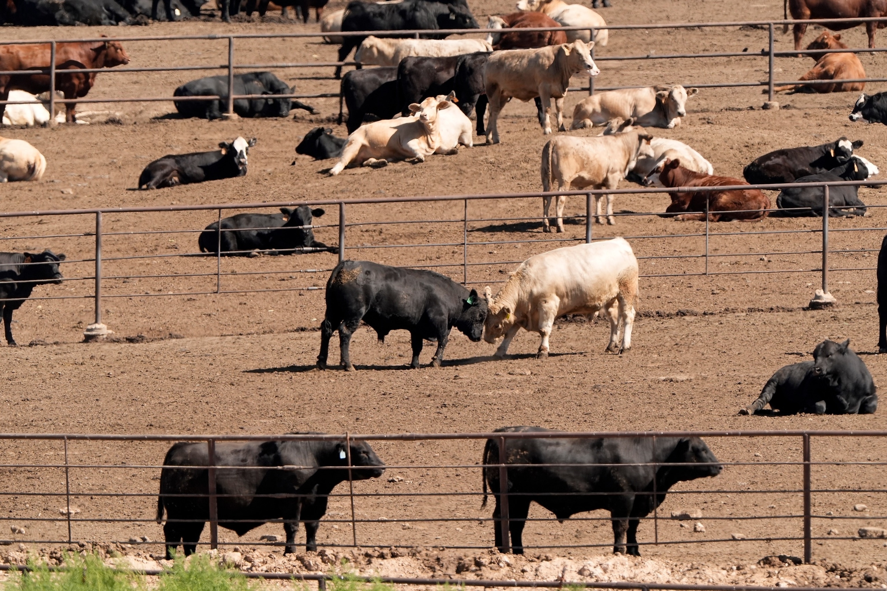 Livestock are gathered in pens at a cattle feed yard, Sept. 29, 2024, in Dodge City, Kansas.Charlie Riedel/AP