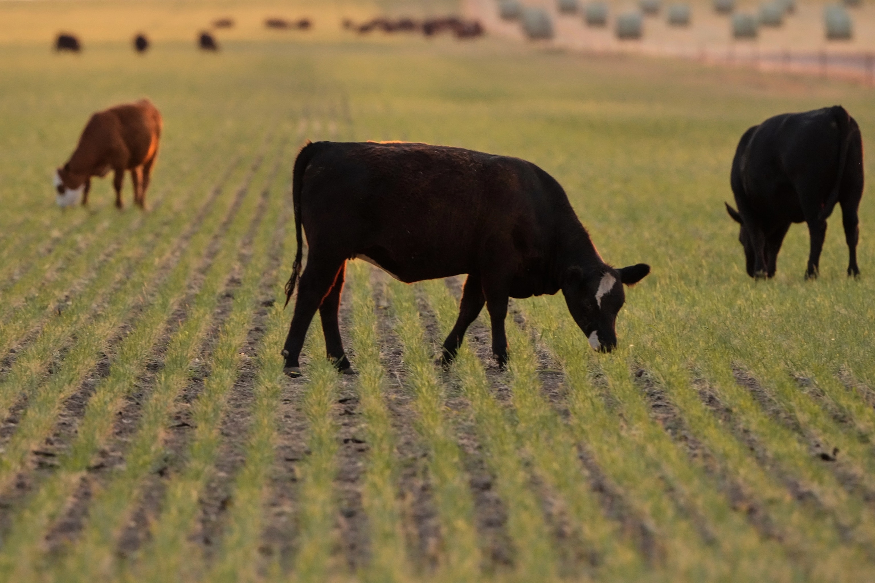 Cattle graze in a field of abandoned wheat Friday, May 15, 2026, near Cimarron, Kan.Charlie Riedel/AP Photo