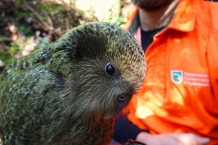 Kākāpō population tops 300 for first time in 75 years, after record breeding seasonPhotograph: Department of Conservation