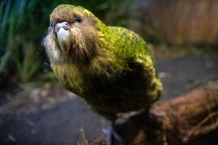A male kakapo weighs up to 9 pounds.Liu Yang / Getty Images file