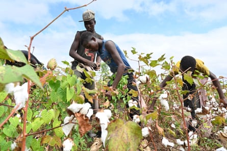 Young farm workers harvesting cotton in a field near Boromo in Burkina Faso.Photograph: Issouf Sanogo/AFP/Getty