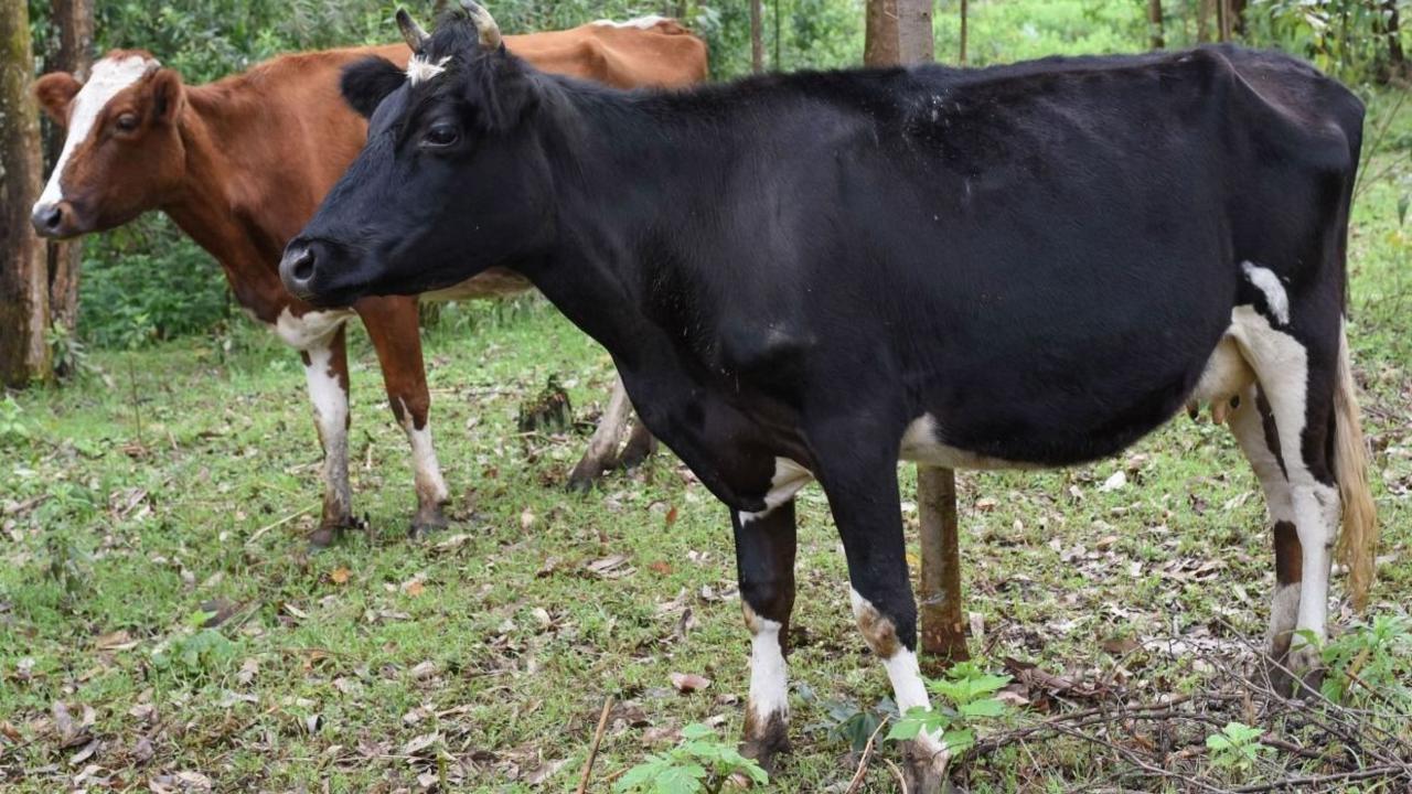 Image caption,Dairy cows need to eat well to produce milk