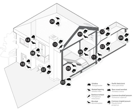 Figure showing the top 14 building features used by wildlife and the top two species that used each feature. Interior roofs (1) represented the highest use, followed by garage/sheds (2), under the house (3), in or near roller doors (4), wall cavities (5), exterior roofs (6), heating, ventilation and cooling systems (7), balconies (8), general living spaces (9), mailboxes or hanging baskets (10), doors (11), outdoor living spaces (12), chimneys (13) and windows (14).Illustration: Kiss et al, People and Nature