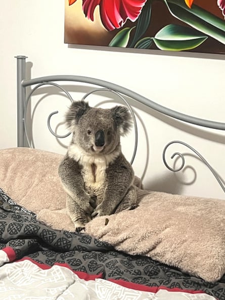 Wires reported a homeowner calling after a koala scampered down her hallway. By the time rescuers arrived, it was seated calmly on her bed.Photograph: Wires