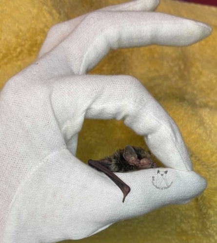 A little forest bat, one of the microbats of Melbourne.Photograph: Ericka Tudhope