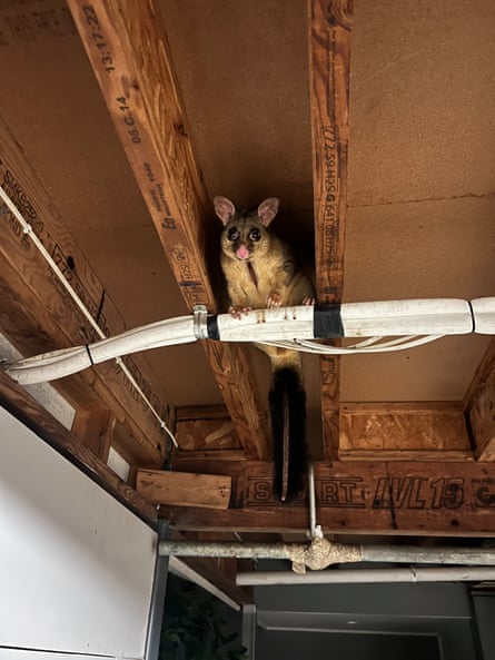 A common brushtail possum under a house in Brisbane.Photograph: Jaana Dielenberg