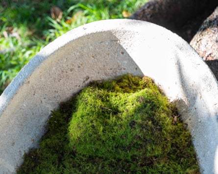 Loop Biotech’s mushroom coffin can be lined with moss.Photograph: Loop Biotech
