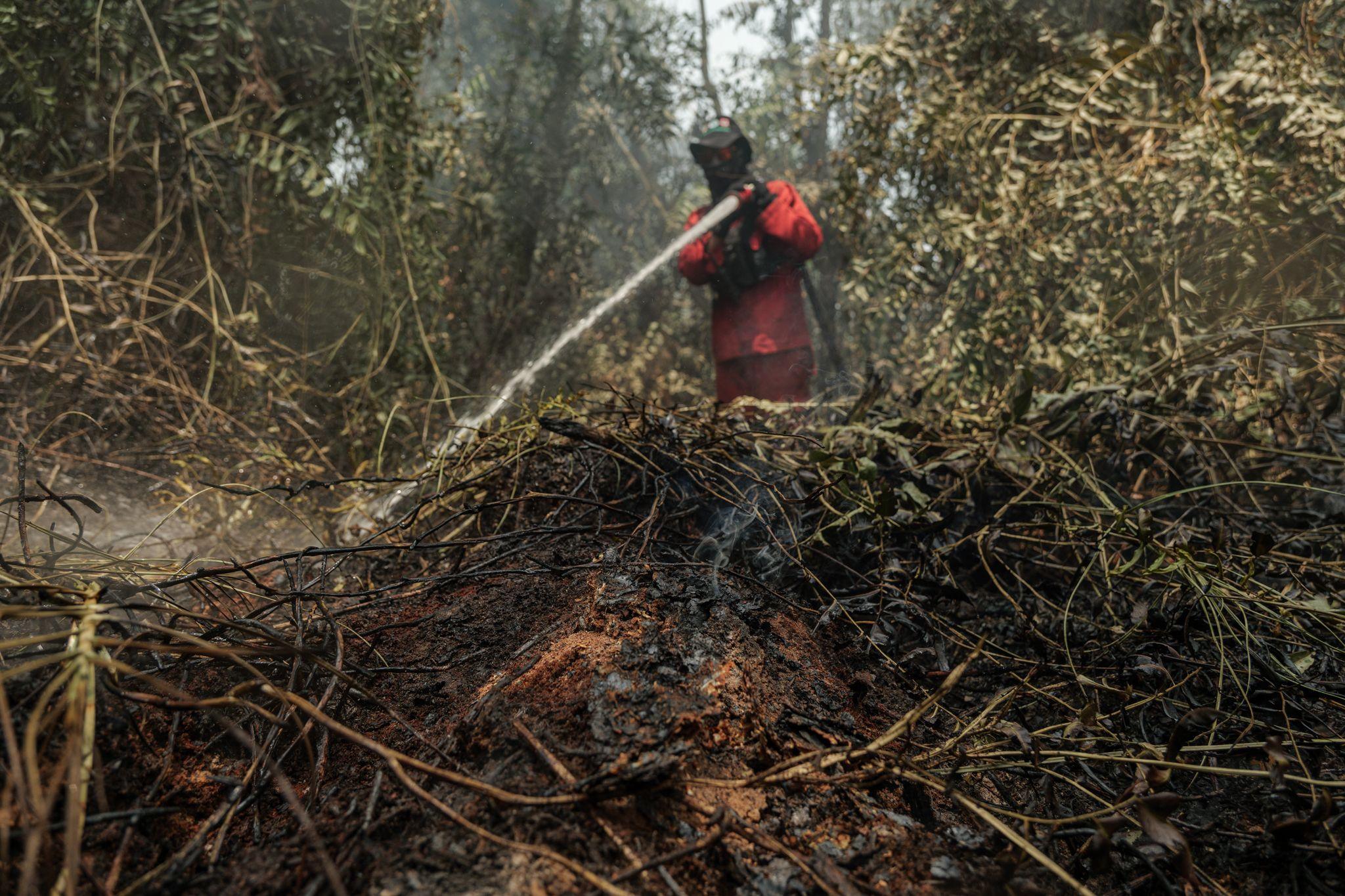 Image caption,Drainage and drought in Indonesia's peatlands has exacerbated their vulnerability to fire