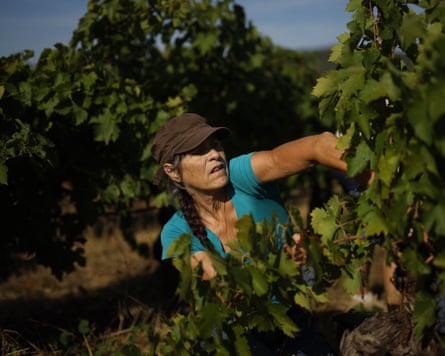 A grape picker gets to work at the Trois Terres vineyard in Octon, southern France earlier this month.Photograph: Guillaume Horcajuelo/EPA