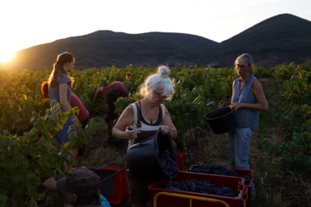 The harvest under way early in the morning at Trois Terres.Photograph: Guillaume Horcajuelo/EPA