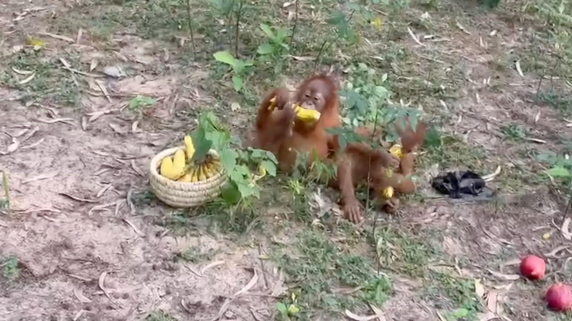 Image caption,The apes were found by locals in a forest in India's Odisha state