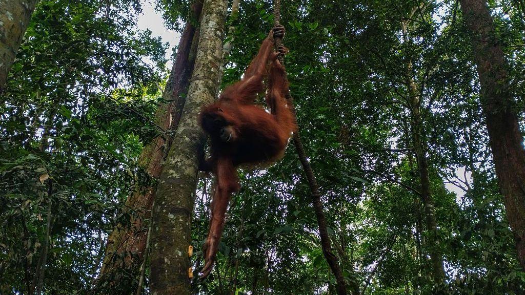 Image caption,The orangutan is found in rainforests of Indonesia and Malaysia